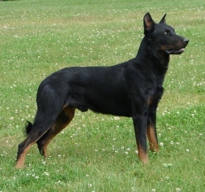 Left Profile - Haunter the Beauceron standing in a grassy field