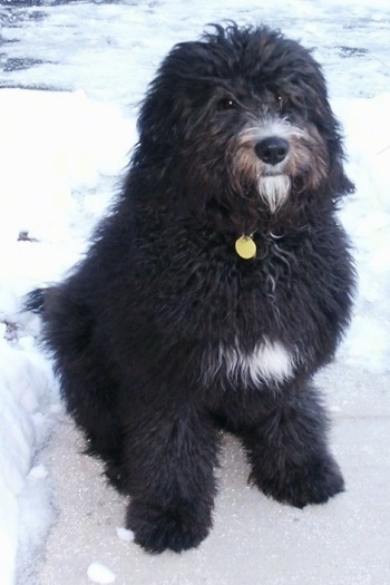 The front right side of a black with white Bernedoodle that is sitting on ice with a frozen body of water behind it.