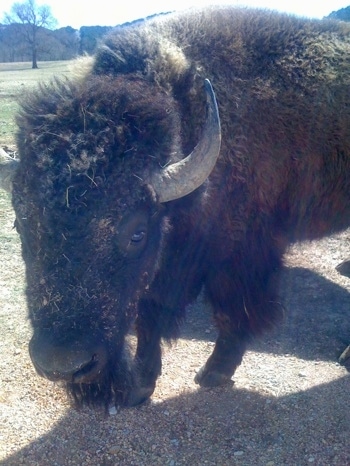 Close Up - A Bison is standing across a rock surface.