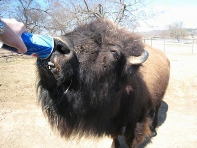 Close Up - Bison drinking out of a disposable pepsi cup