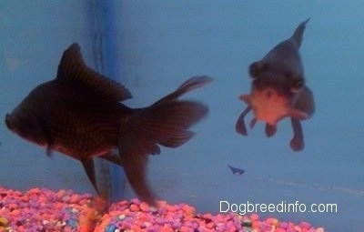 Two Black Moor Goldfish are swimming next to each other. One has its mouth in a circle