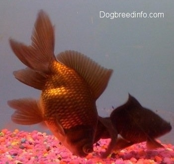 Two Black Moor Goldfish. One is eating the pink rocks at the bottom. The other one is Swimming the bottom of the tank