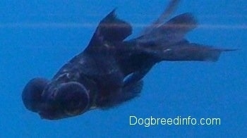 A Black Moor Goldfish with large eyes is swimming through water