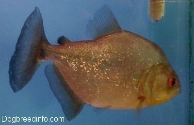 Close Up - A silver redeye piranha is swimming