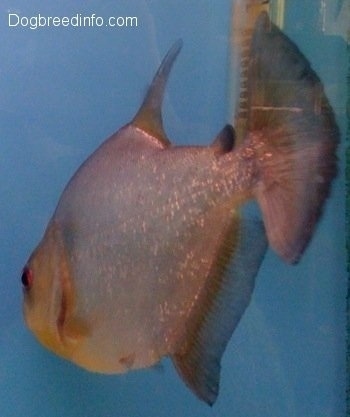 A redeye piranha is swimming next to a heater towards the back glass pane