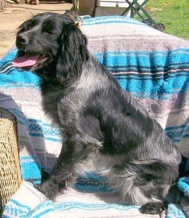 The left side of a Blue Spaniel that is sitting on a blanket, over a wicker chair and it is looking to the left.