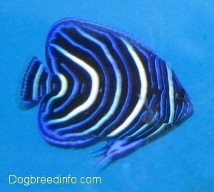 Close Up - a blue, white and black striped Blueface Angelfish