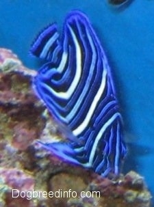 Close Up - a blue, white and black striped Blueface Angelfish is swimming over top of a rock