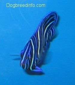 Close Up - a blue, white and black striped Blueface Angelfish is swimming to the left