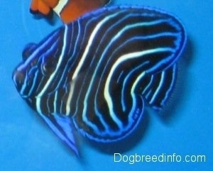 A blue, white and black striped Blueface Angelfish is swiming under an orange,white and black clownfish