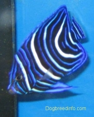 Close Up - A blue, white and black striped Blueface Angelfish is swimming to the corner of a fish tank