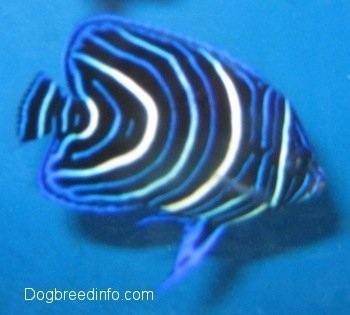 Close Up - a blue, white and black striped Blueface Angelfish is swimming to the right