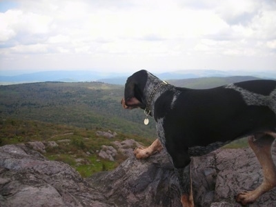 Arie Luyendyk the Bluetick Coonhound standing on a hill overlooking a good view of rolling hills