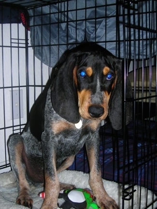 Arie Luyendyk the Bluetick Coonhound sitting in a crate over top of a toy