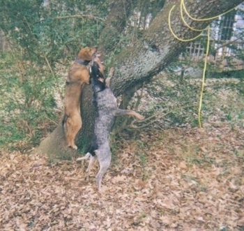 Two hunting dogs, a tan and black and a blue ticked dog are jumping up at the side of a tree to get a raccoon