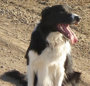Doc the Border Collie sitting in dirt and looking to the left with its mouth open and tongue out