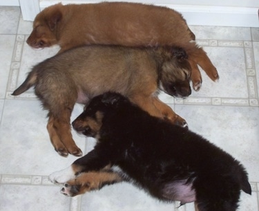 Three Border-Aussie Puppies are sleeping under one another.