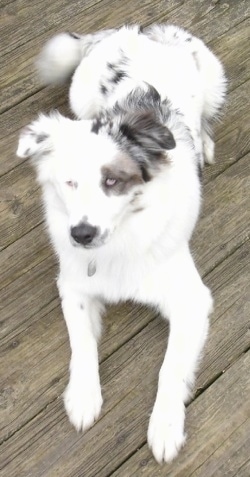 Topdown view of a white with grey Border-Aussie that is laying on a wooden porch and it is looking up.
