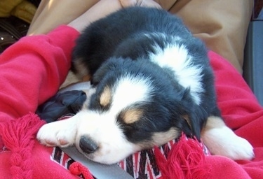 Topdown view of a black with white and tan Border-Aussie puppy that is sleeping in the lap of a person, in a vehicle.