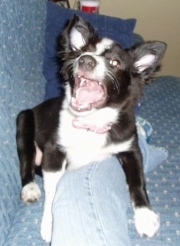 A black and white Border-Aussie puppy is sitting over the leg of a person that is sitting on a couch. It is looking forward and its mouth is open.