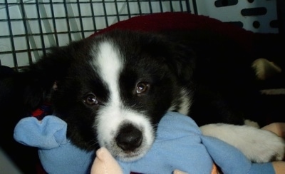 Close up - A black and white Border-Aussie Puppy is laying down on a pile of blankets and it is looking forward.