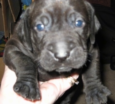 Close Up - The face of a black Boweimar puppy that is being held up.
