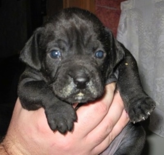 Close Up - A black Boweimar puppy is being held up in the air by a persons hand.
