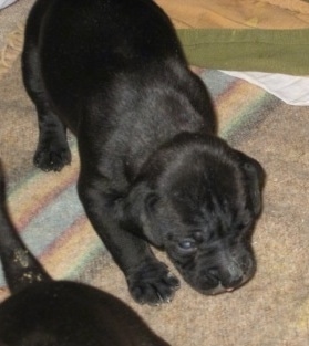 Topdown view of a black Boweimar puppy that is walking across a rug.