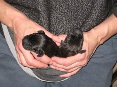 Topdown view of Two black Newborn Boweimar puppies that are being carried in a persons shirt.