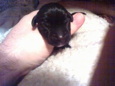 A person is holding a newborn black Boweimar puppy in there hand.