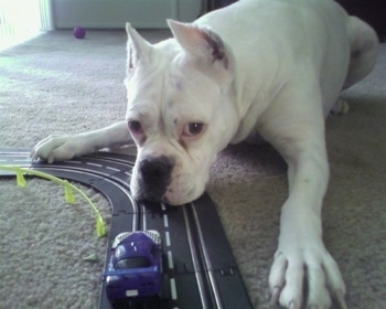 Vera the Boxer laying on carpet in the house with its head on a toy car race track