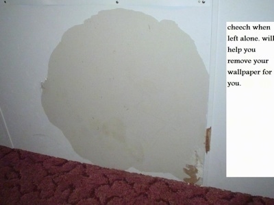 A tan circle on the white wall along with brown spots where the wood is showing through from chewed up wallpaper