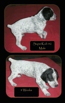 Two pictures of a Brittany Bourbonnais puppy, Superkub#2 Male 4 Weeks old.