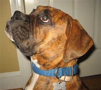 Bruno the Boxer Puppy with a small collar on looking up