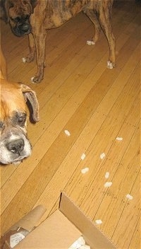 Allie and Bruno the Boxer standing around styrofoam peanuts all over the hardwood floor