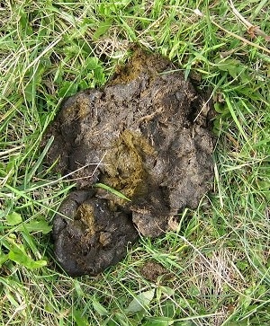 Close Up - Pile of horse poop
