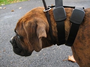 Bruno the Boxer wearing a new Illusion Dog Training Collar