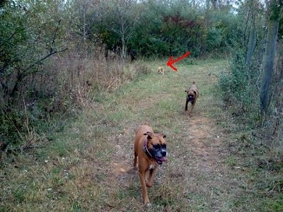 Allie and Bruno the Boxer runnning down a trail with Sandy the cat following them