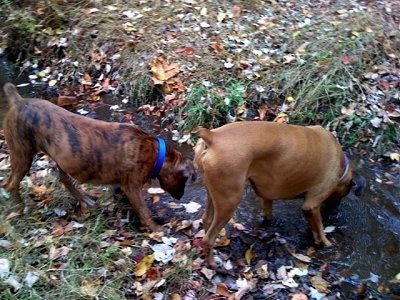 Allie and Bruno the Boxer drink from a stream