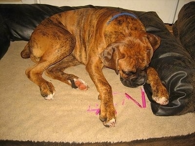 Bruno the Boxer puppy laying in a dog bed chewing on a hot pink marker