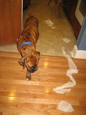 Bruno the Boxer puppy looking at toilet paper which is all over the floor