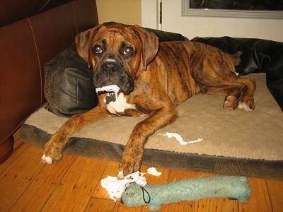 Bruno the Boxer puppy laying in a dog bed with toilet paper in his mouth and some scattered on the floor in front of him