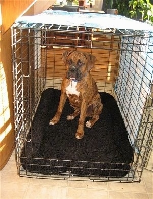 Bruno the Boxer puppy sitting in a bigger crate on a new mat