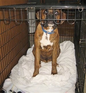 Bruno the Boxer puppy sitting in a crate that is too small