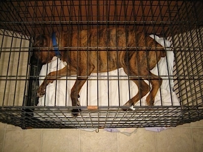 Bruno the Boxer puppy laying in a crate that is too small