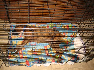 Bruno the Boxer puppy laying in a bigger crate