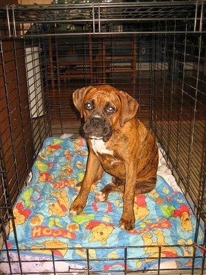 Bruno the Boxer puppy sitting in a bigger crate