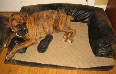Bruno the Boxer puppy laying in a dog bed with a black flip flop shoe next to him
