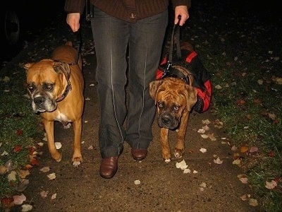 Allie and Bruno the Boxers on a walk with their owner