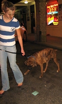 Bruno the Boxer puppy still looking at trash on the ground as Amie walks him by it